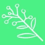 Wattle logo